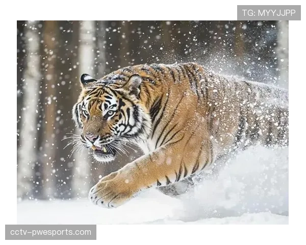 吉林东北虎绝地反击失败，浙江稠州客场险胜拿到赛点